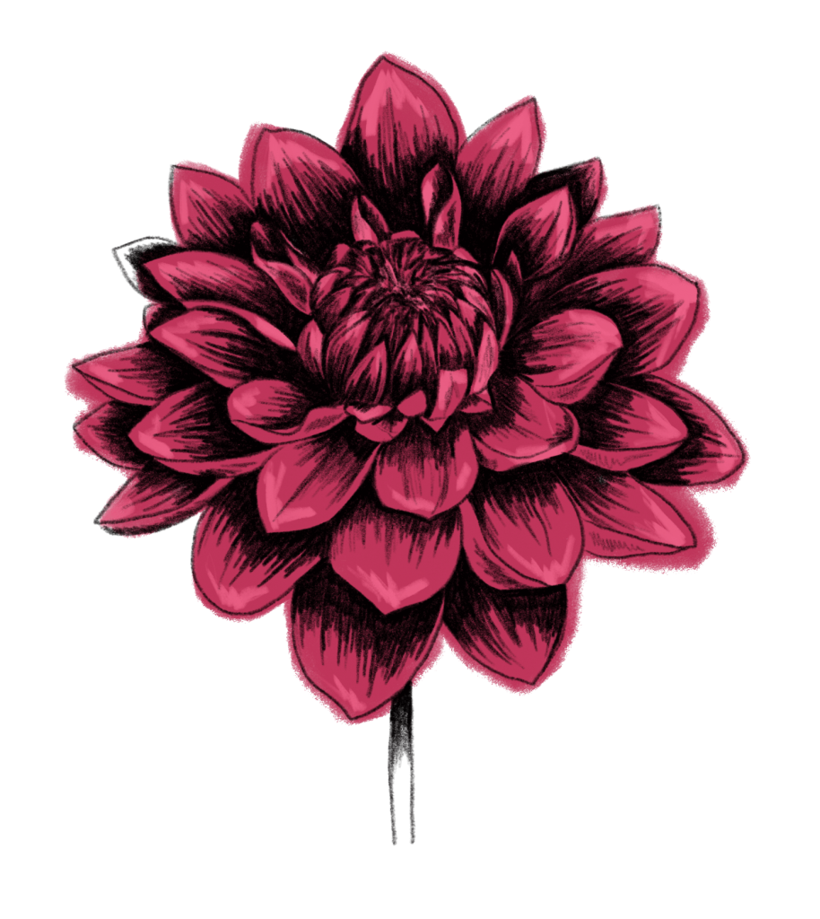 Dahlie