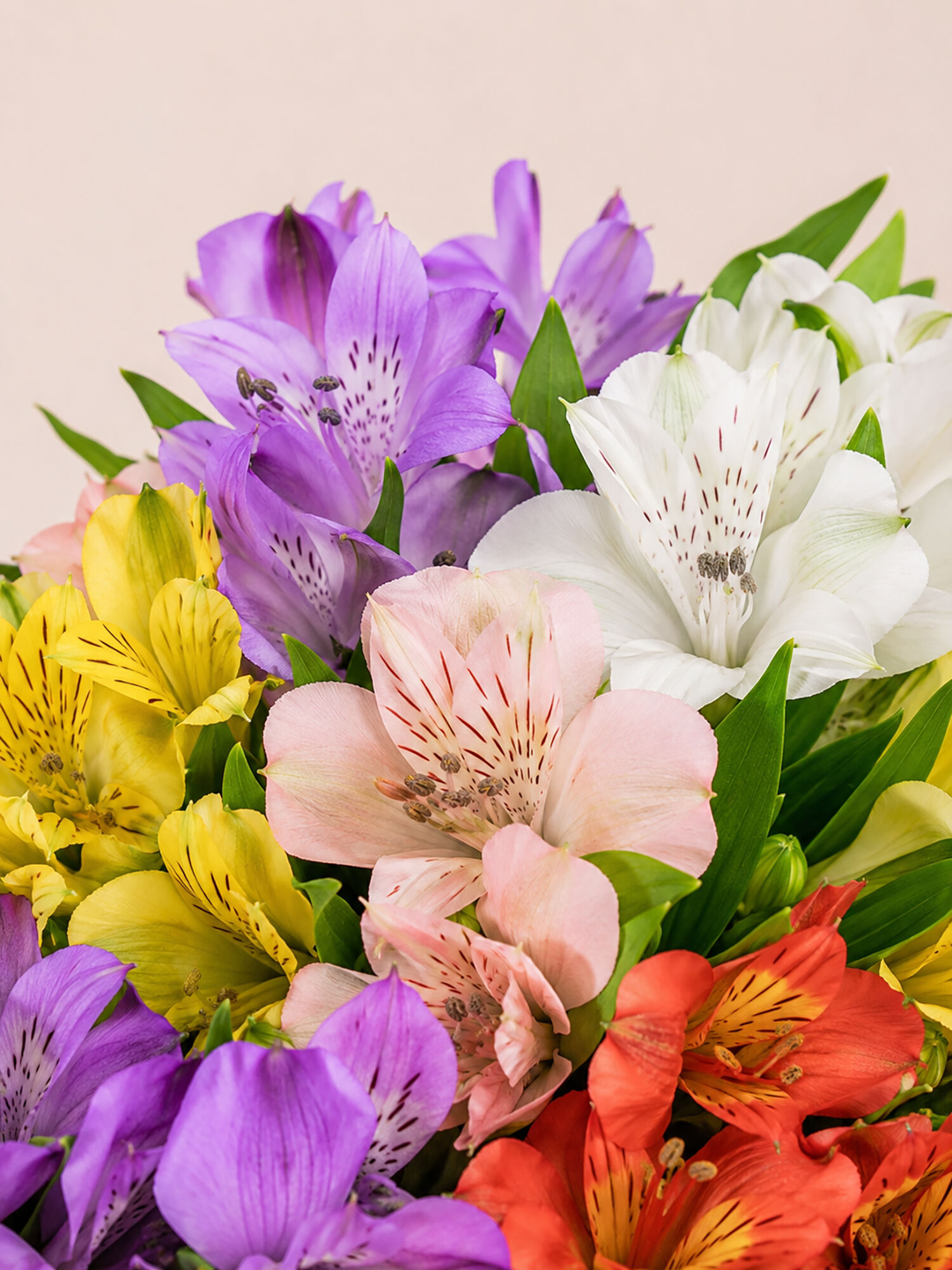 Blumenstrauß, Alstroemerie, vielfarbig, Stängel, grüne Blätter