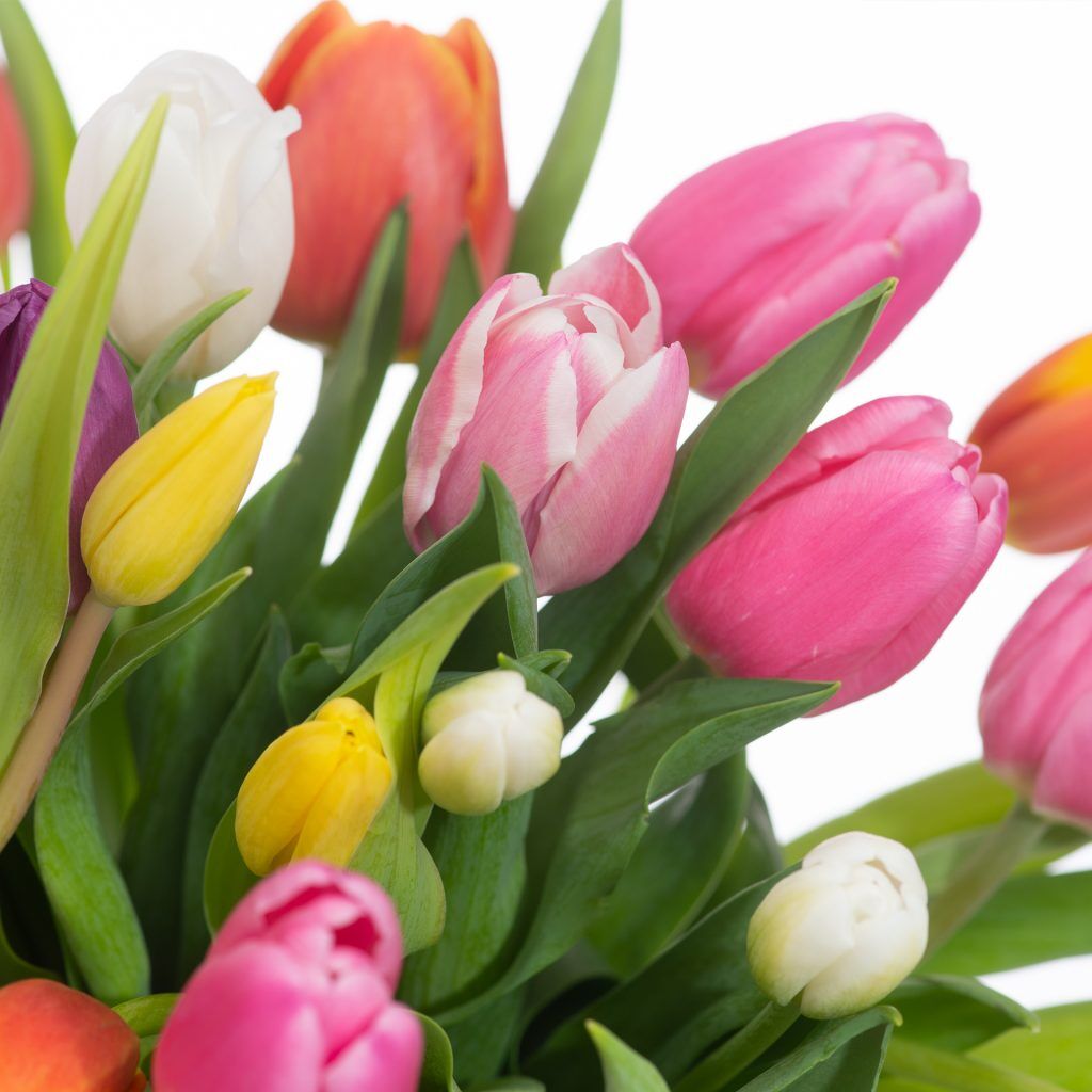 Bunte Tulpen