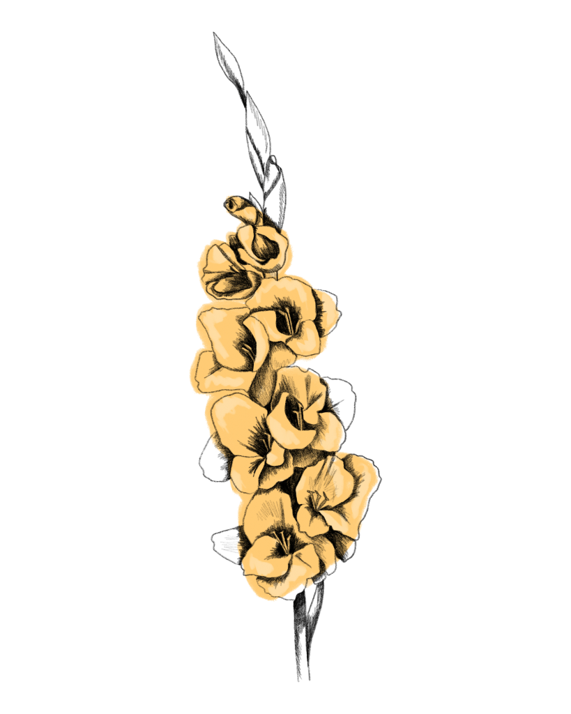 Gladiole