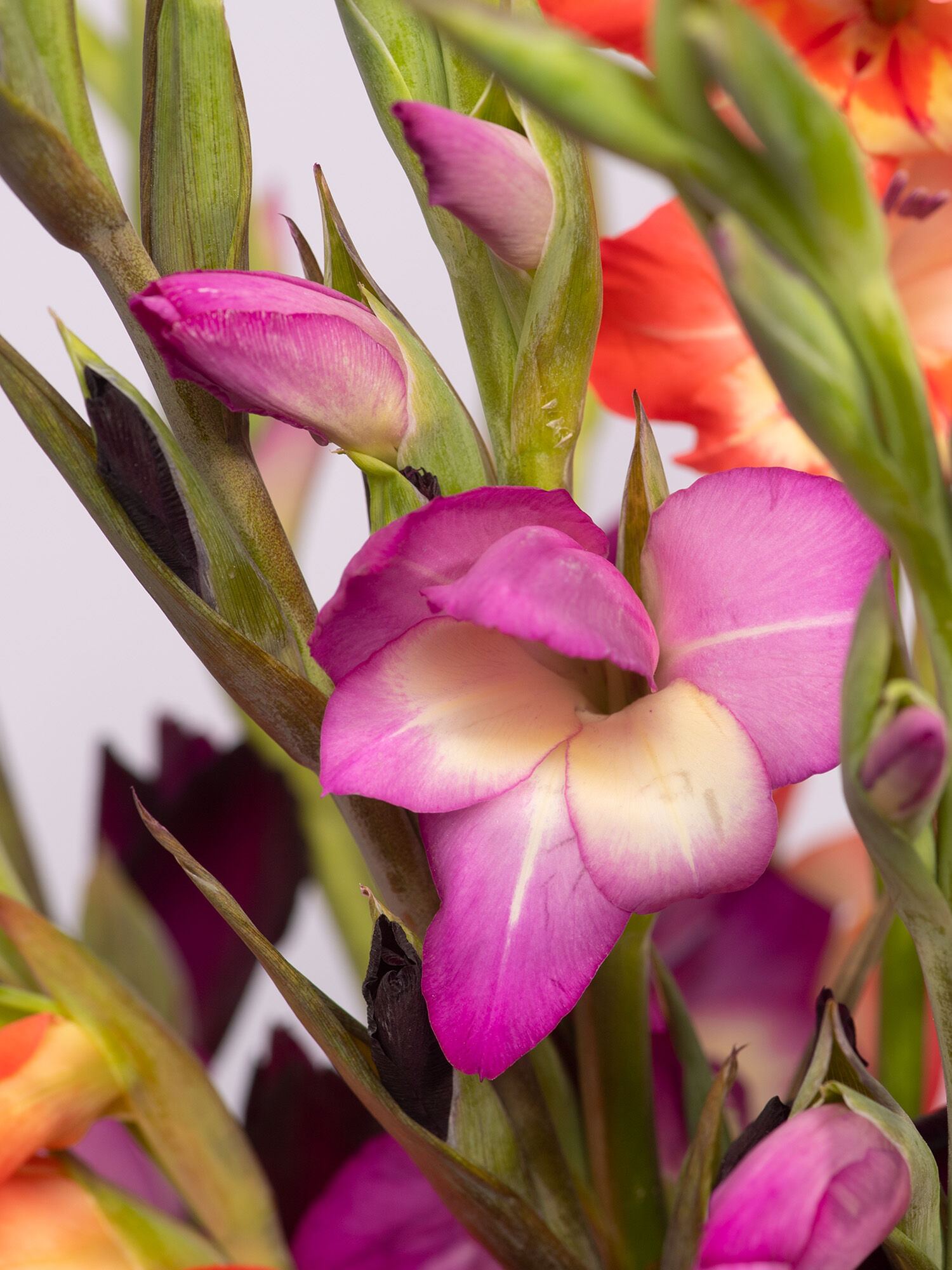 Blume, Pflanze, Geranie, Blütenblatt, Gladiole