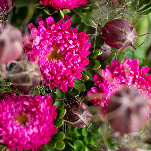 Dahlie, Blume, Blütenblatt, Gänseblümchen, Geranie