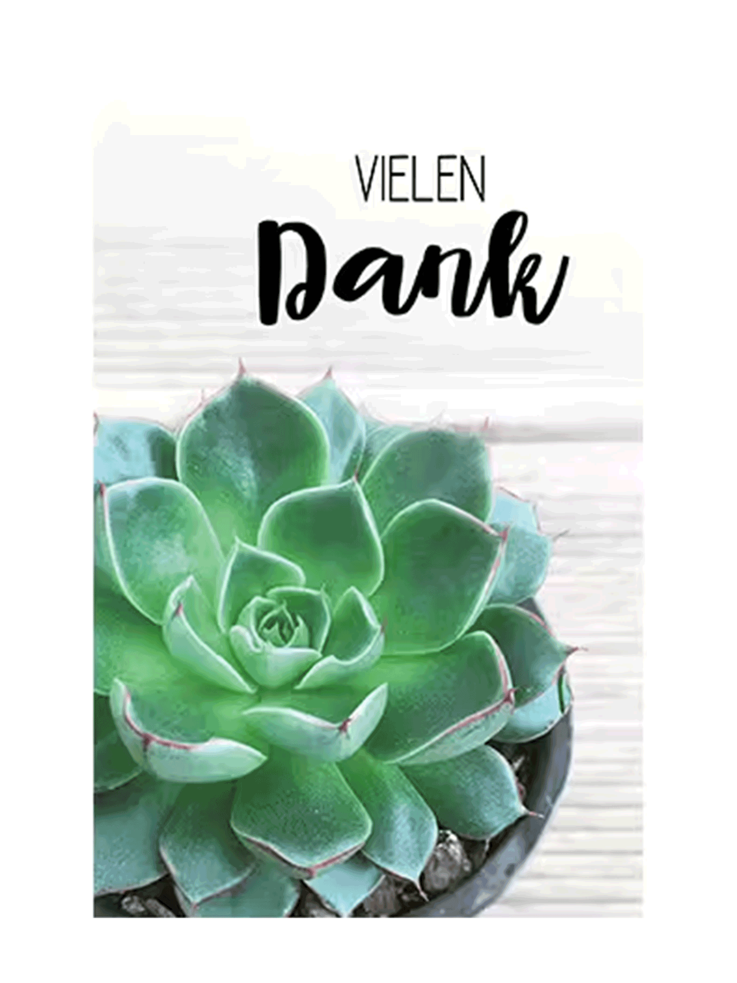Sukkulente, Topfpflanze, Grün, Rosette, Top-Ansicht