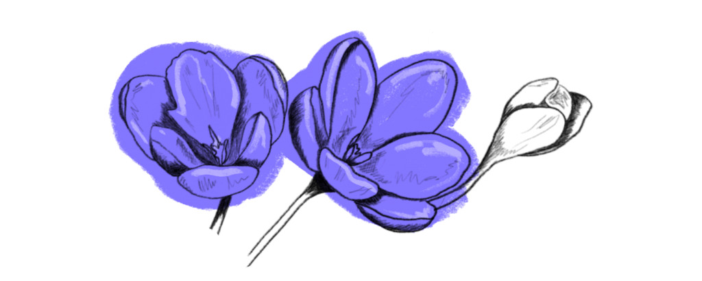 Krokus