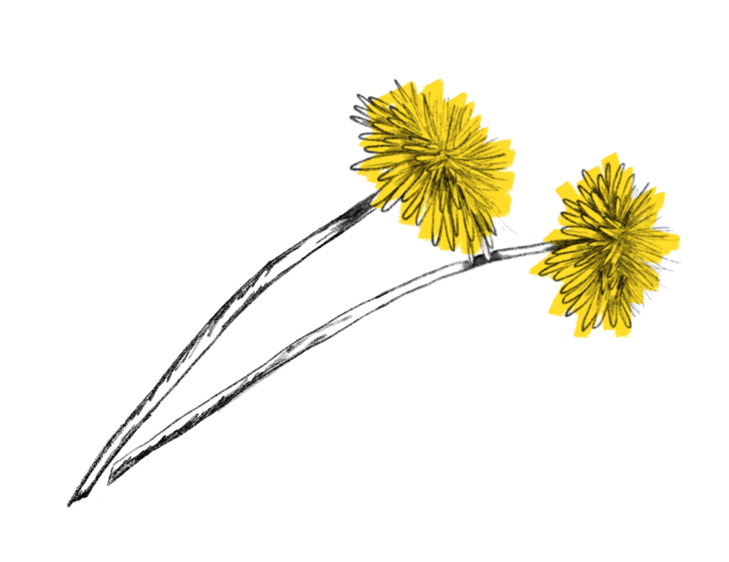 Löwenzahn