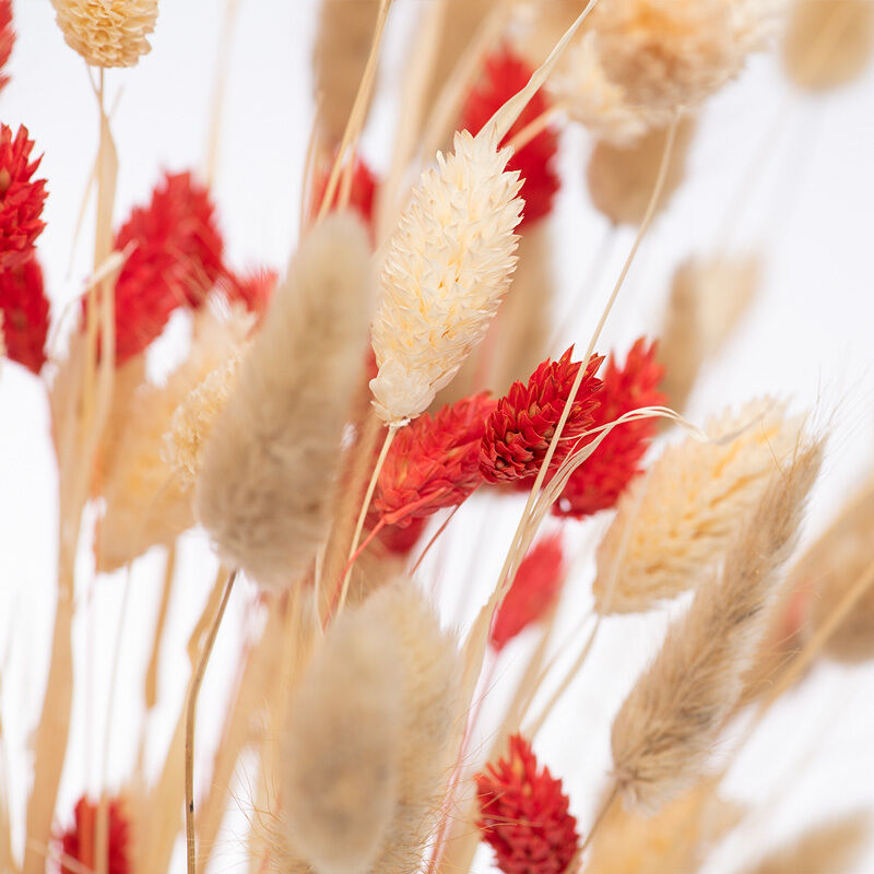 rote und weiße Trockenblumen