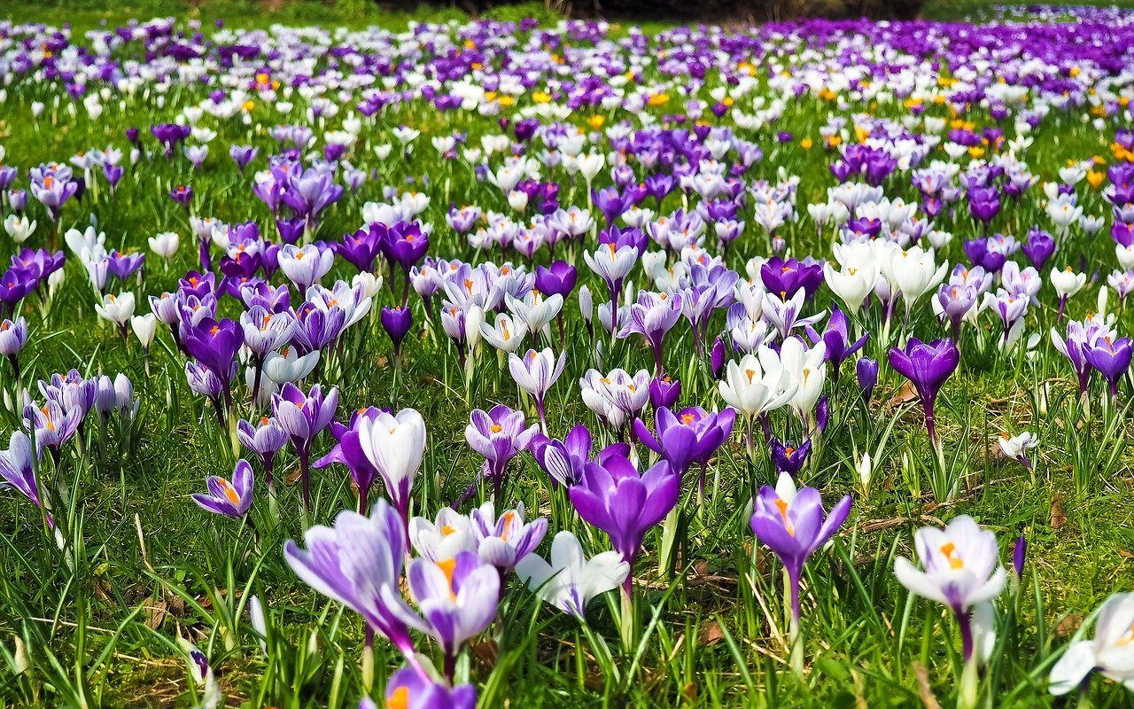 Krokuse in der Frühlingssonne