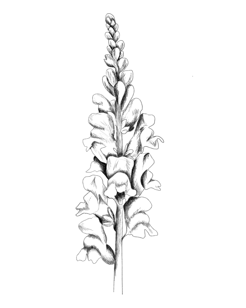 Löwenmäulchen