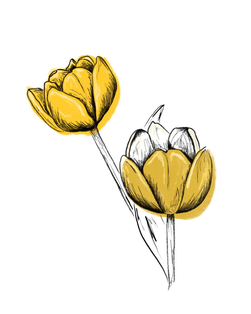 Tulpe