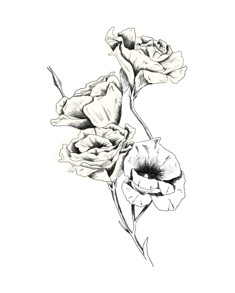 Eustoma