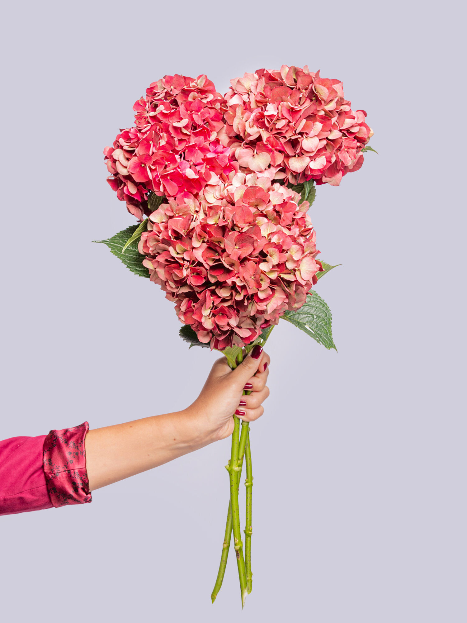 Blume, Blumen-Arrangement, Blumenstrauß, Pflanze, Rose