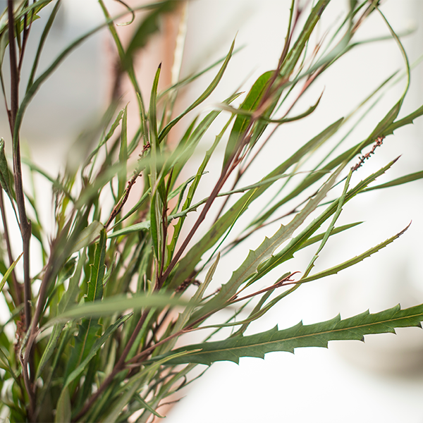 Grevillea (Silbereichen)