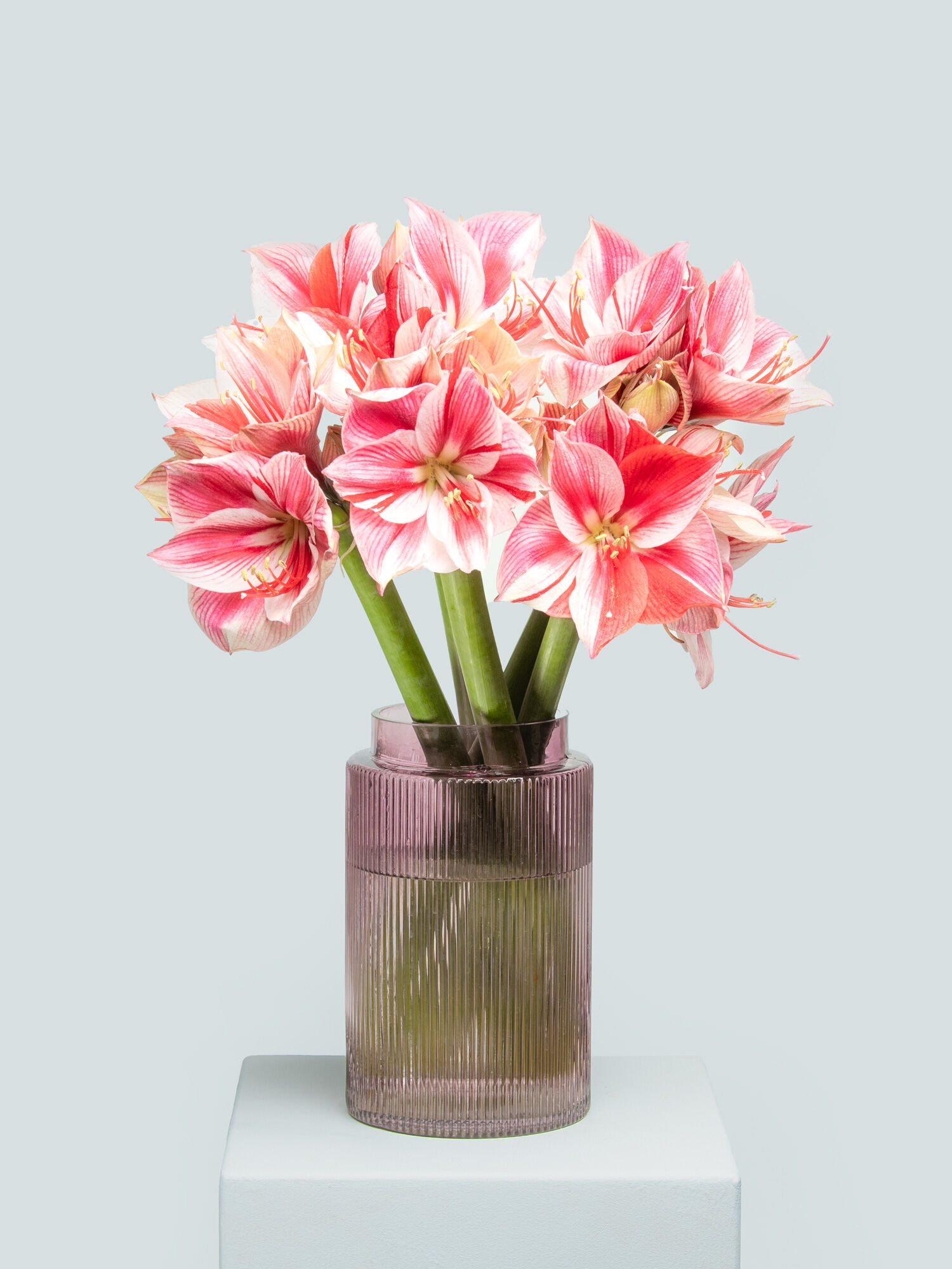 Blume, Blumen-Arrangement, Pflanze, Blumenstrauß