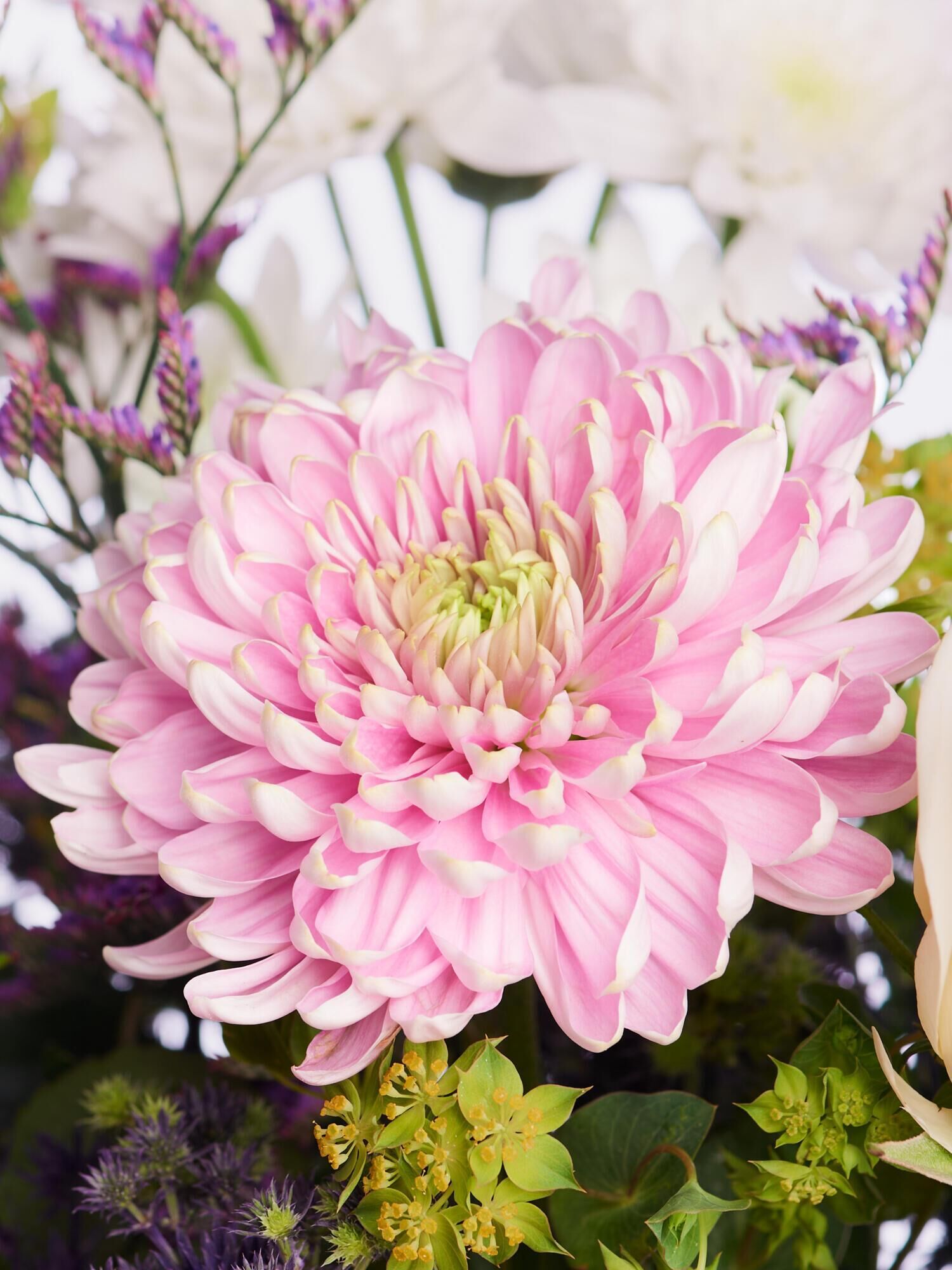 rosa Blume, Pompom-Chrysantheme, Blumenarrangement, Botanisch, Makroaufnahme