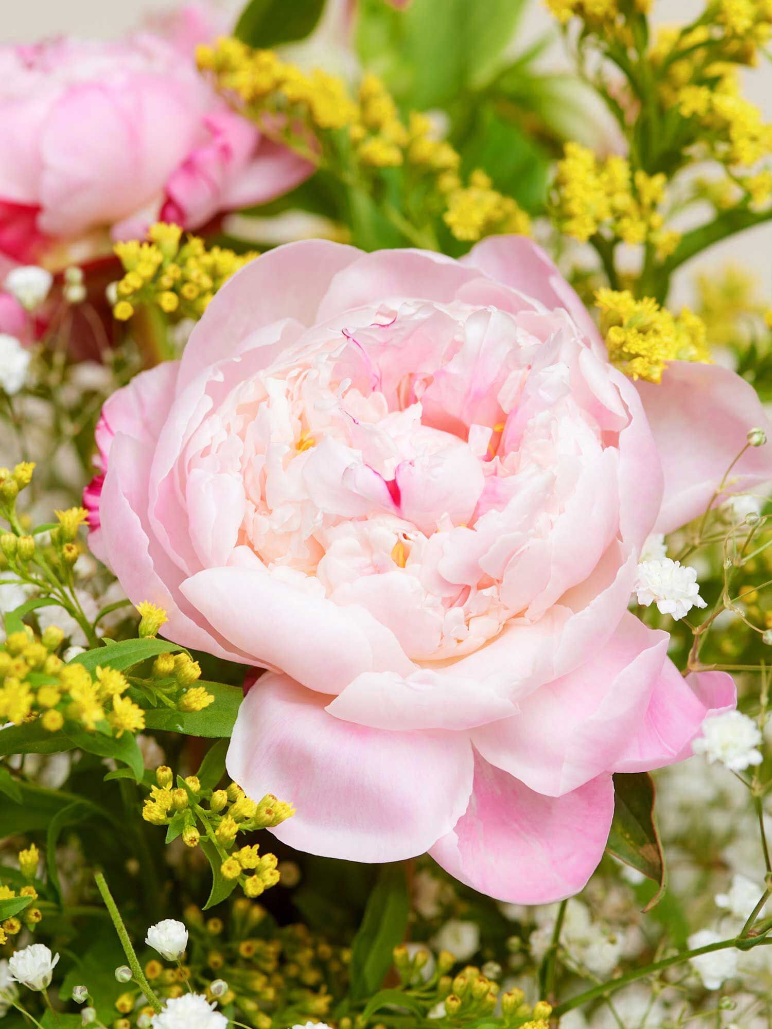 Nahaufnahme einer aufgeblühten rosa Pfingstrose umrahmt von Beiwerk