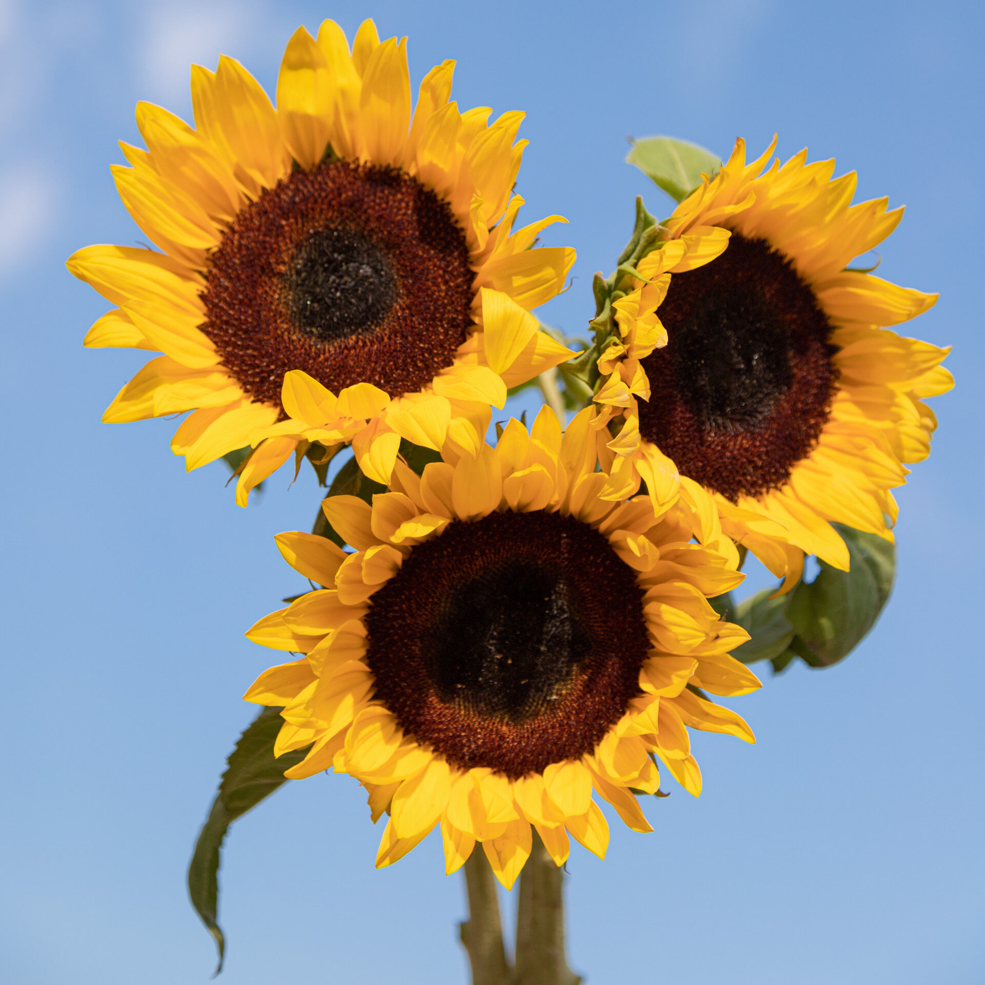 Tipps für Sonnenblumen