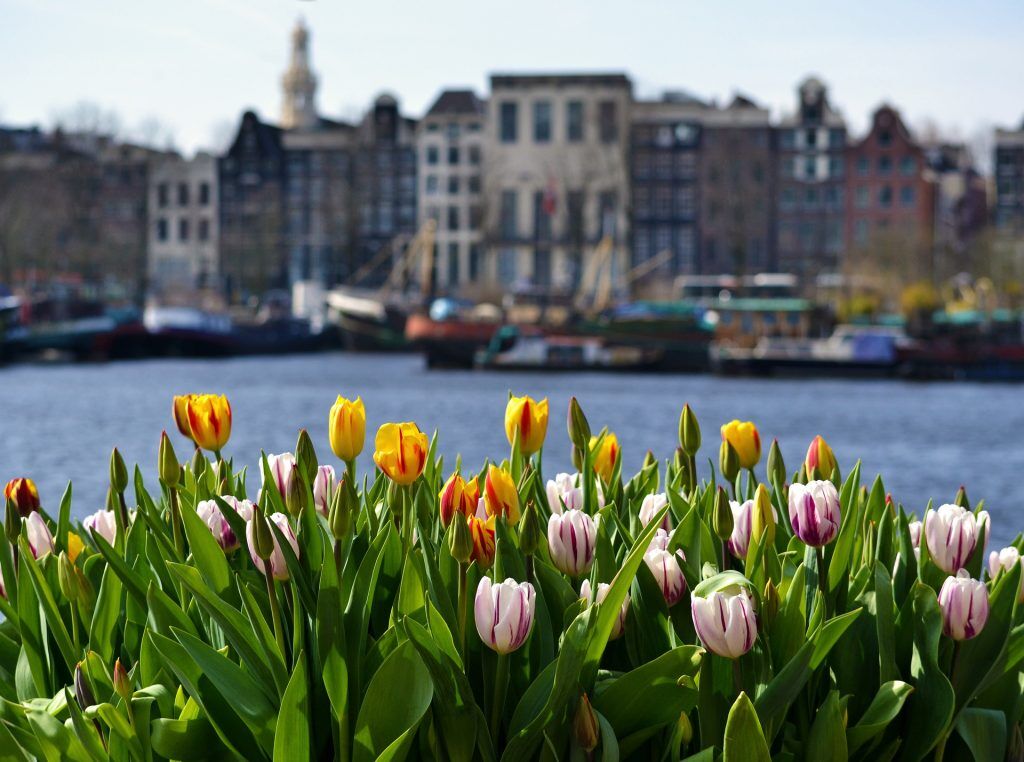 Tulpen in Amsterdam