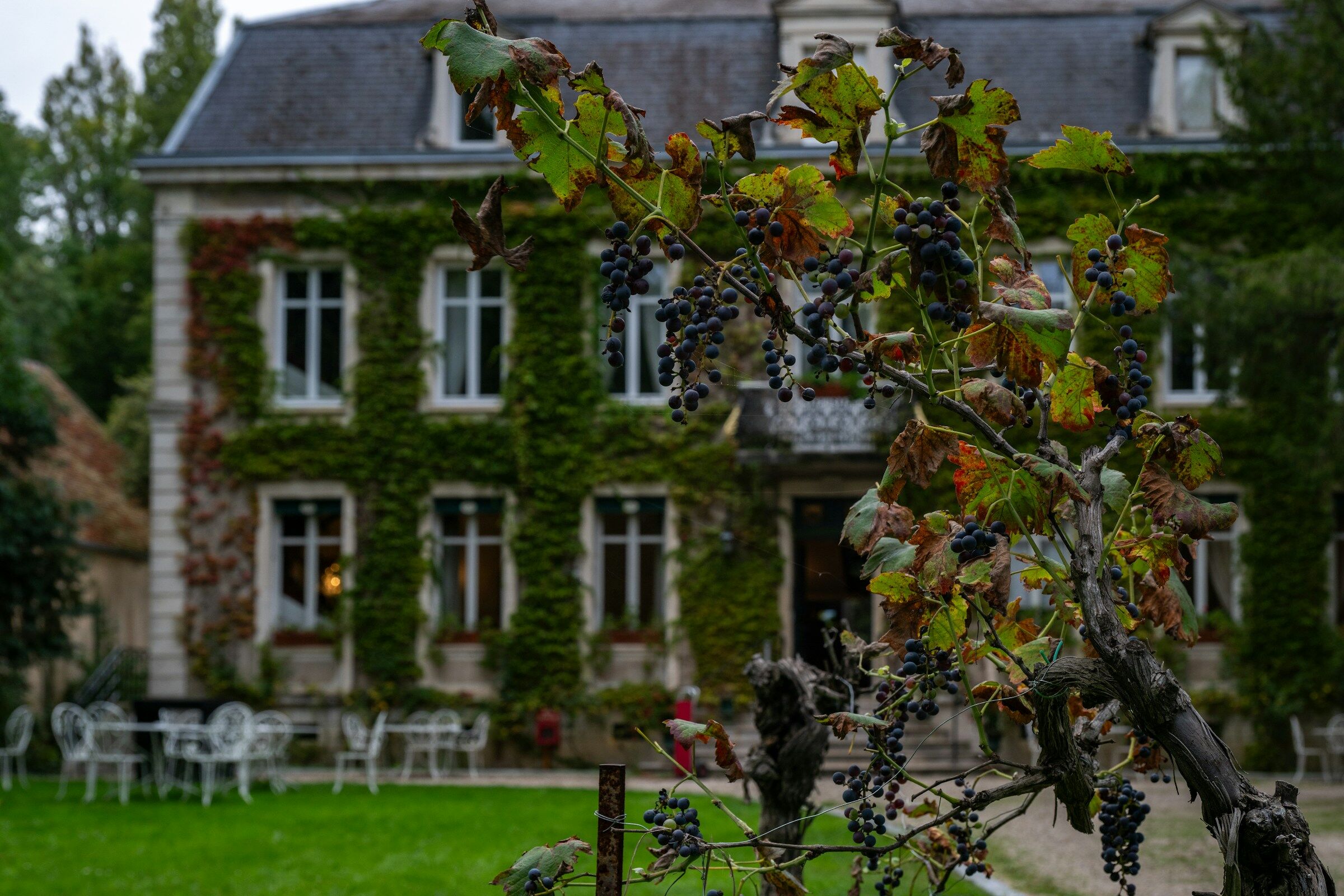 grapevine, grapes, vine, leaf, garden, grapevine, grapes, vineyard, house frontage, ivy