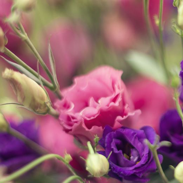 Hochzeits-Blumen