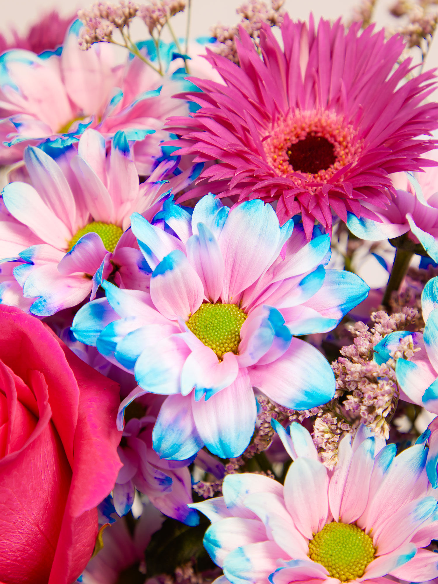 Blume, Blumen-Arrangement, Blumenstrauß, Gänseblümchen, Blütenblatt