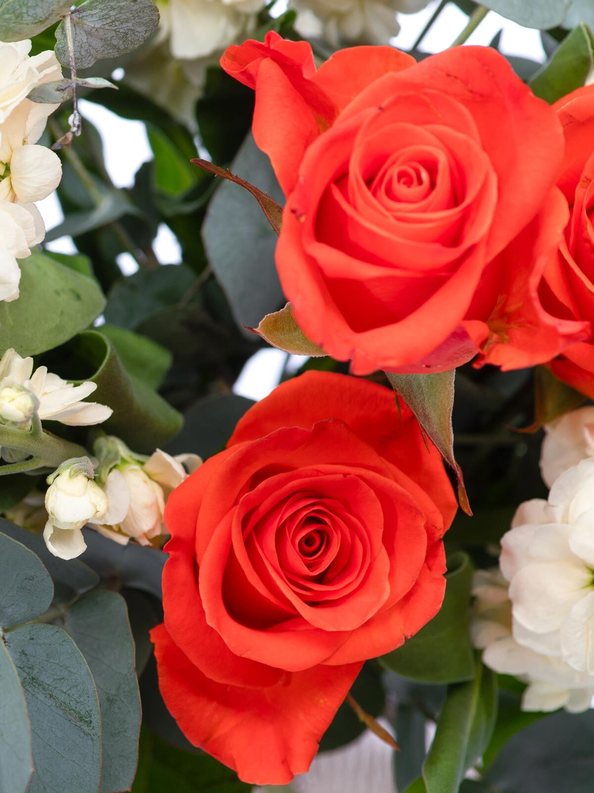 Nahaufnahme kräftig orangefarbener Rosen umrahmt von weißen levkojen und frischem Eukalyptus