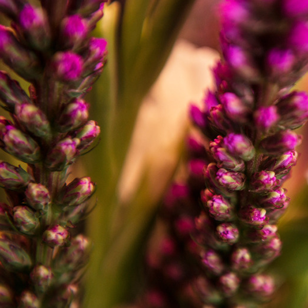 Liatris (Prachtscharte)