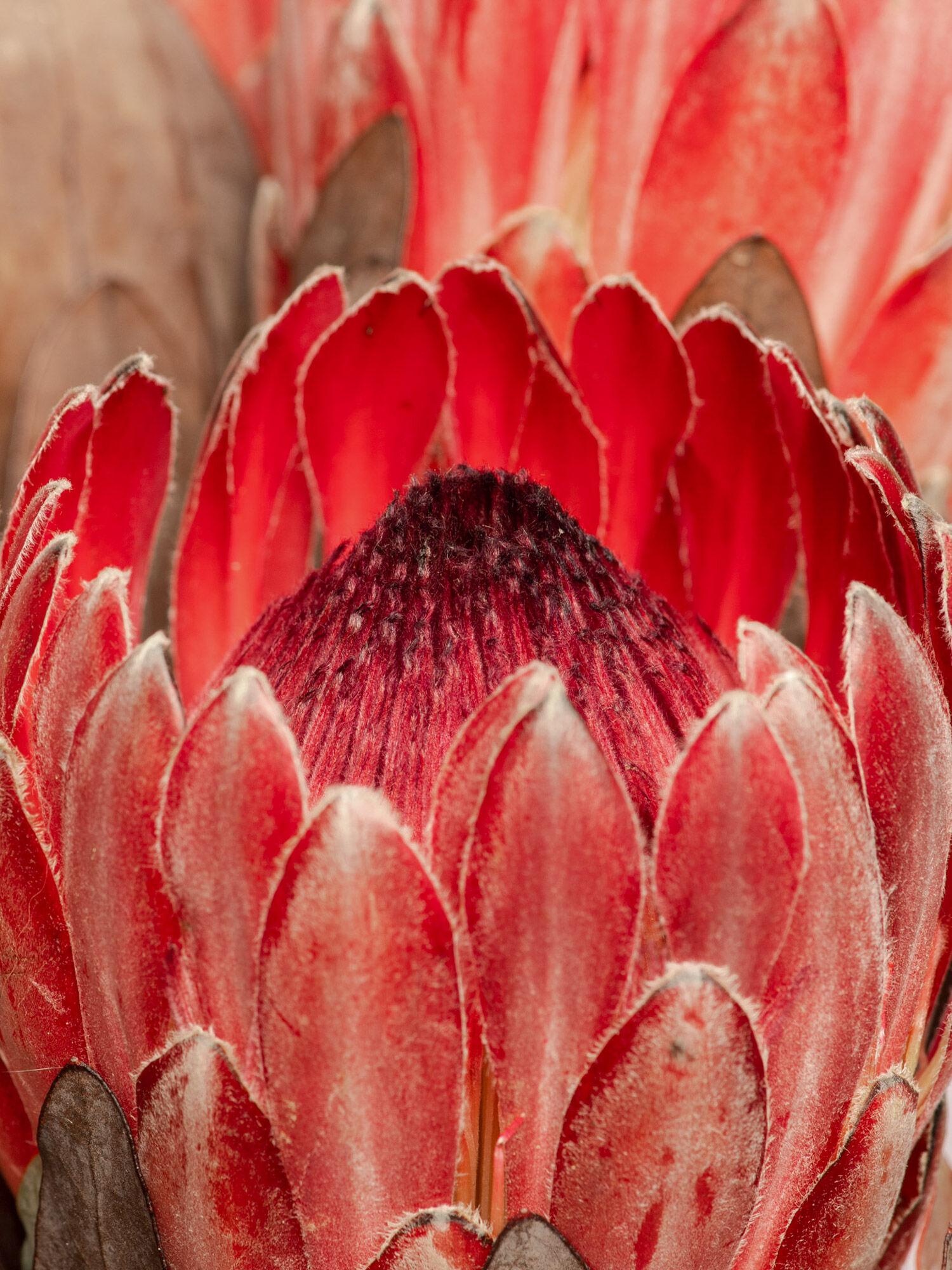 Blume, Blütenblatt, Pflanze, Dahlie