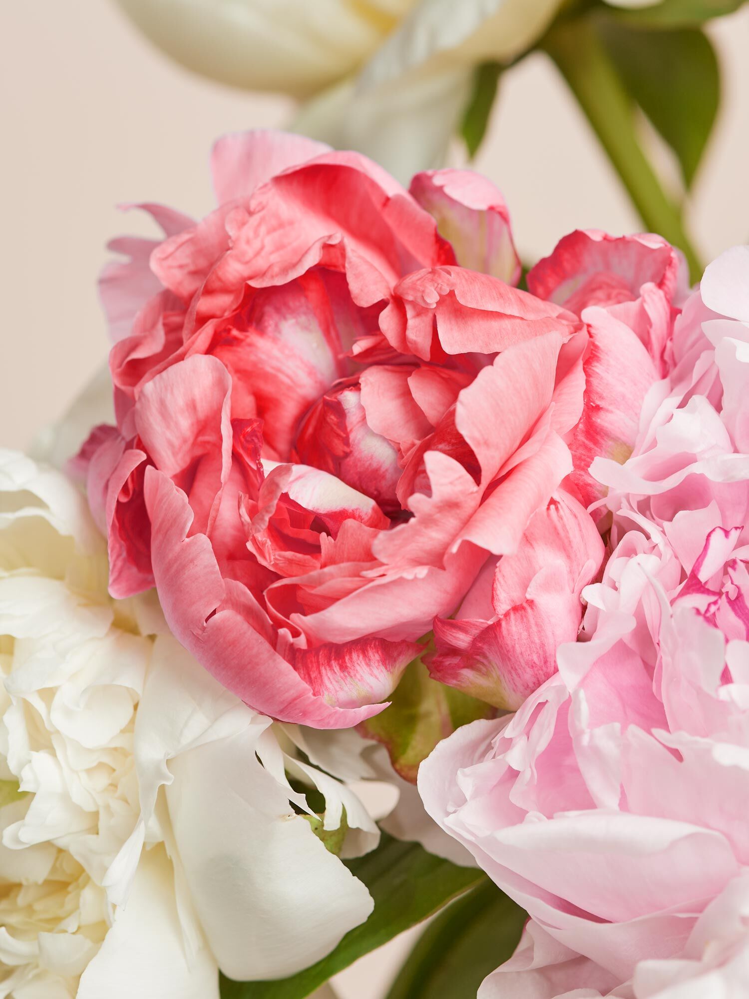 Colorburst Peony Mix 10