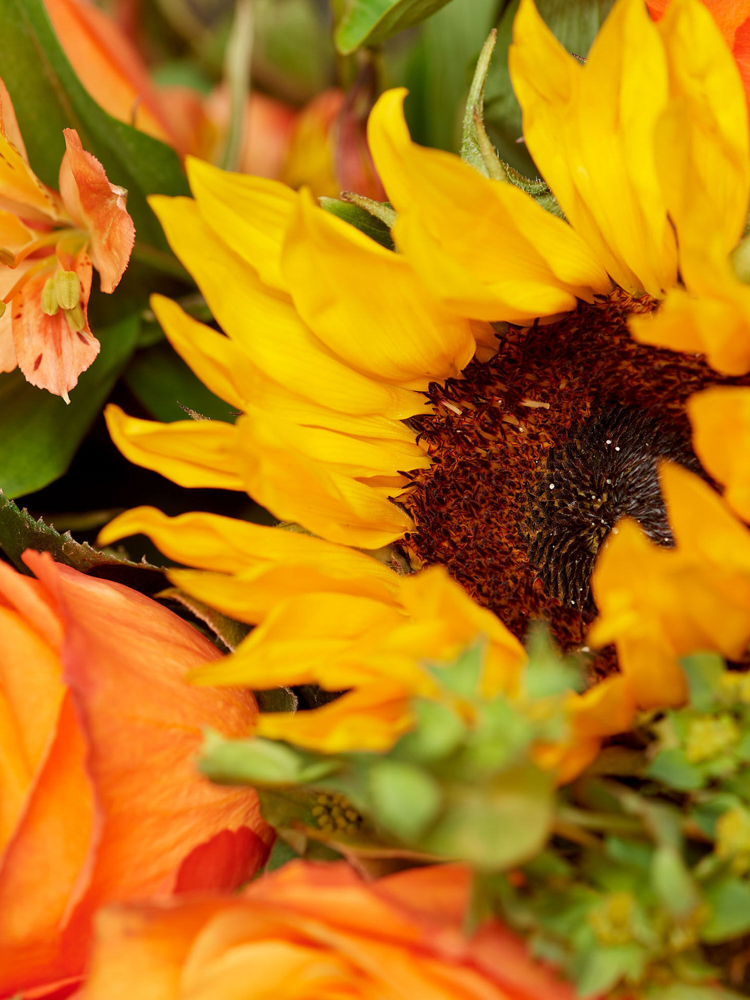 Sunny Nahaufnahme von einer gelben Sonnenblume