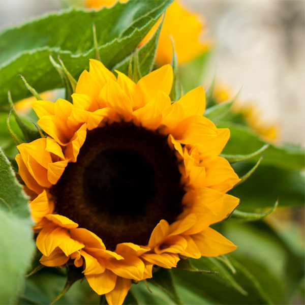 Frische Sonnenblumen im Herbst!