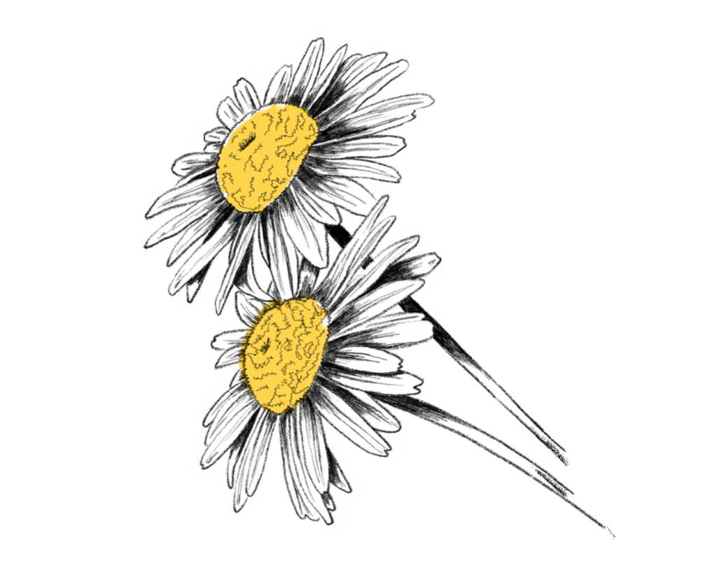 Gänseblümchen