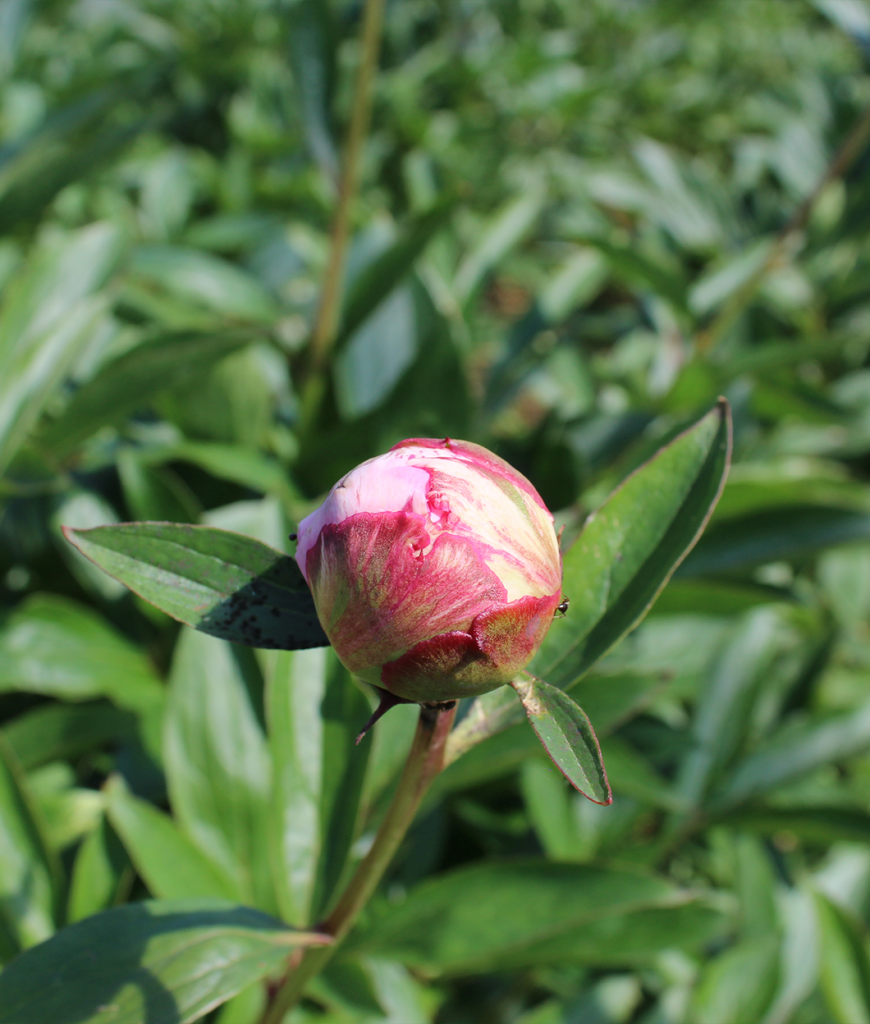 Peonies Vermöhlen Pfingstrosenknospe