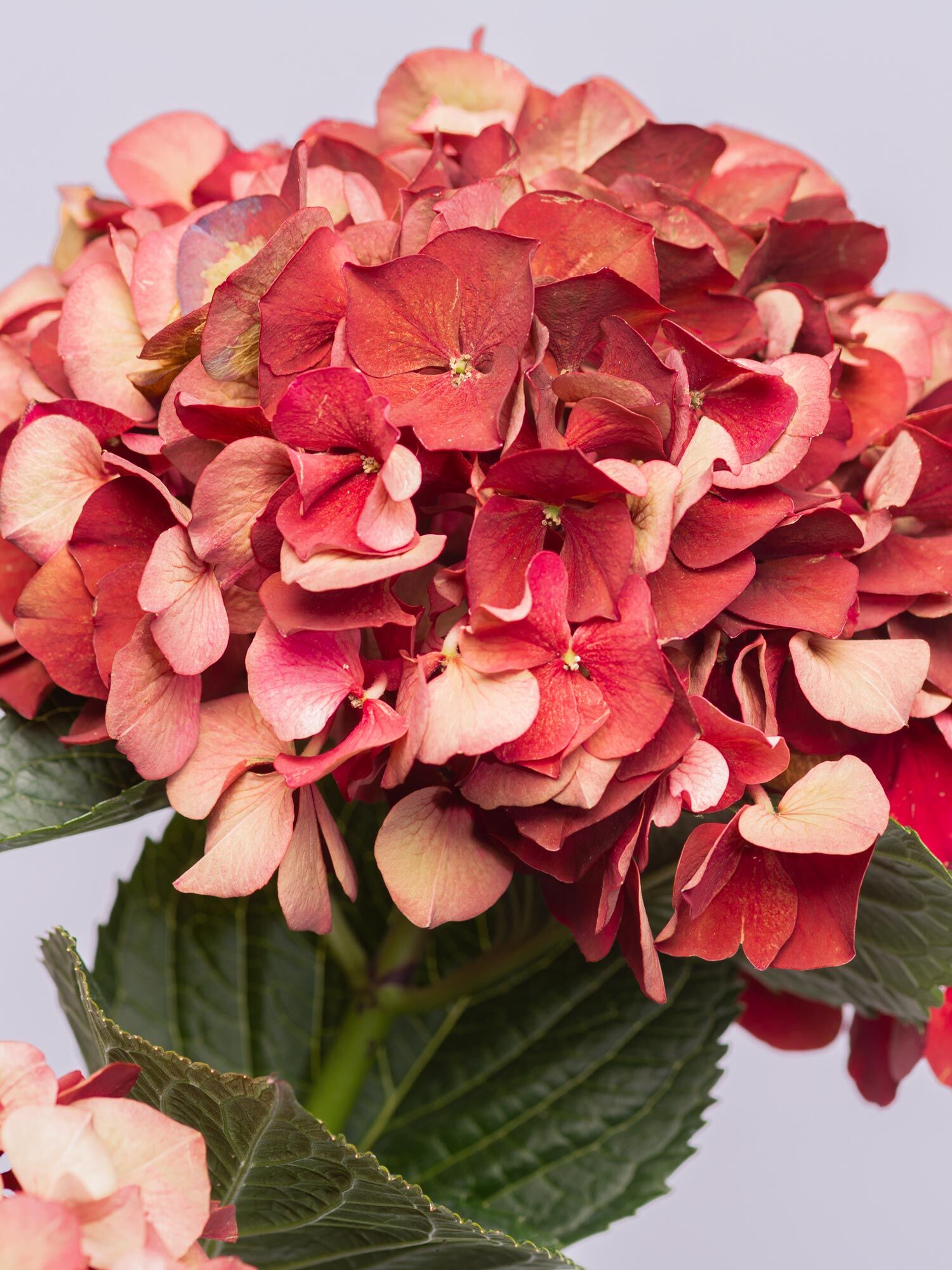 Pinke Hortensien Pinke Hortensien