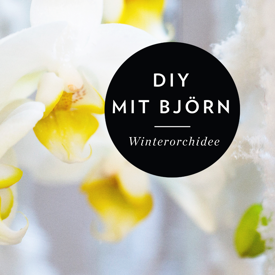 DIY MIT BJÖRN: Winterorchidee in der Vase