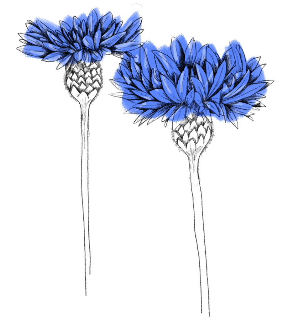 Kornblume