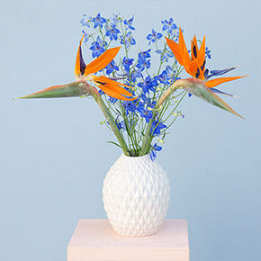 Rittersporn-Strelitzie