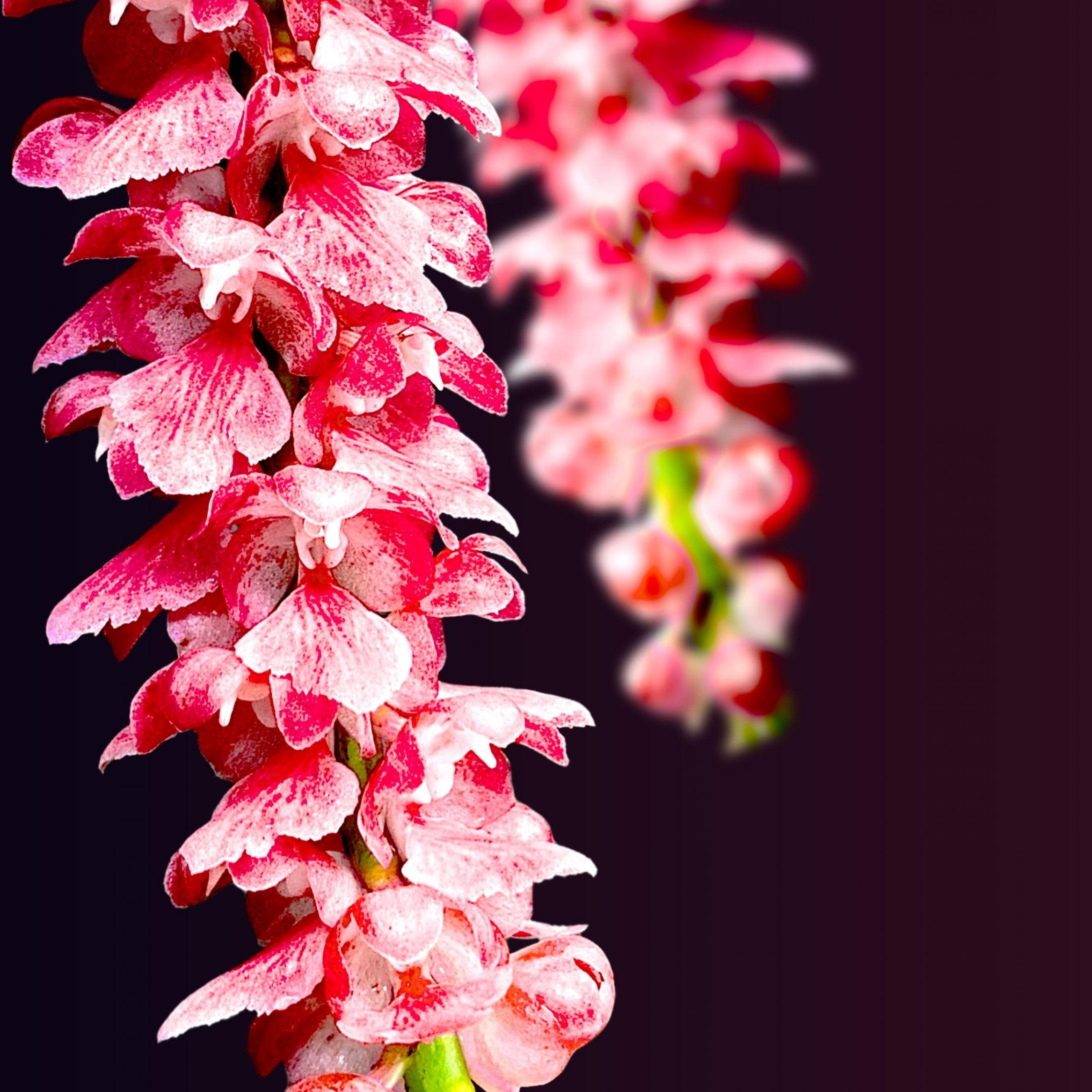 Orchidee