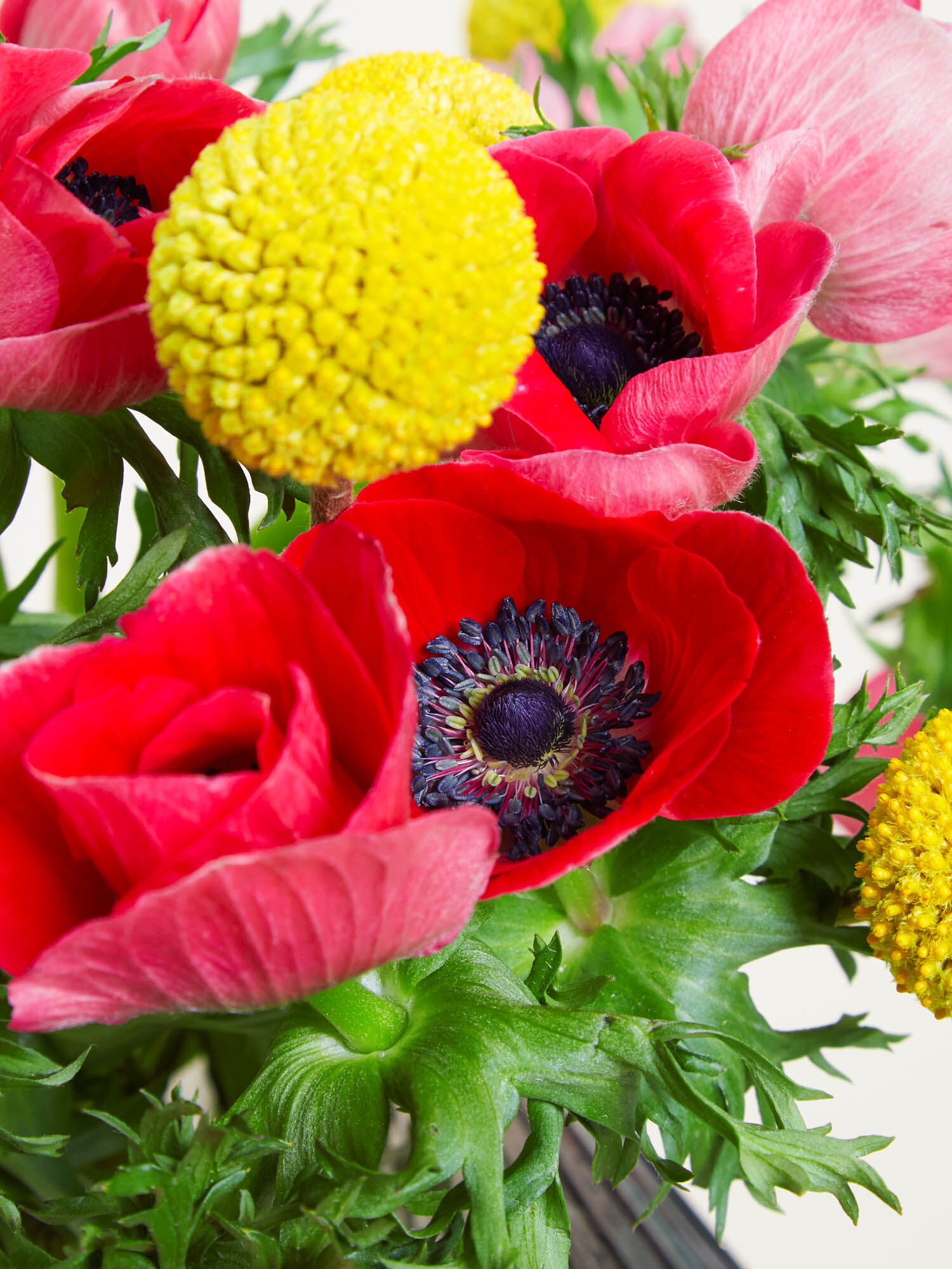 Nahaufnahme von roten, aufgeblühten Anemonen mit gelbem Craspedia