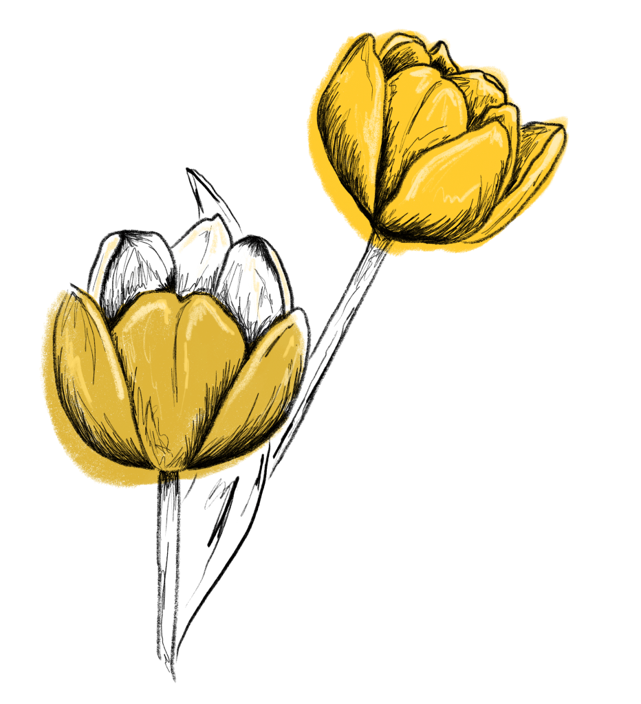 Tulpe