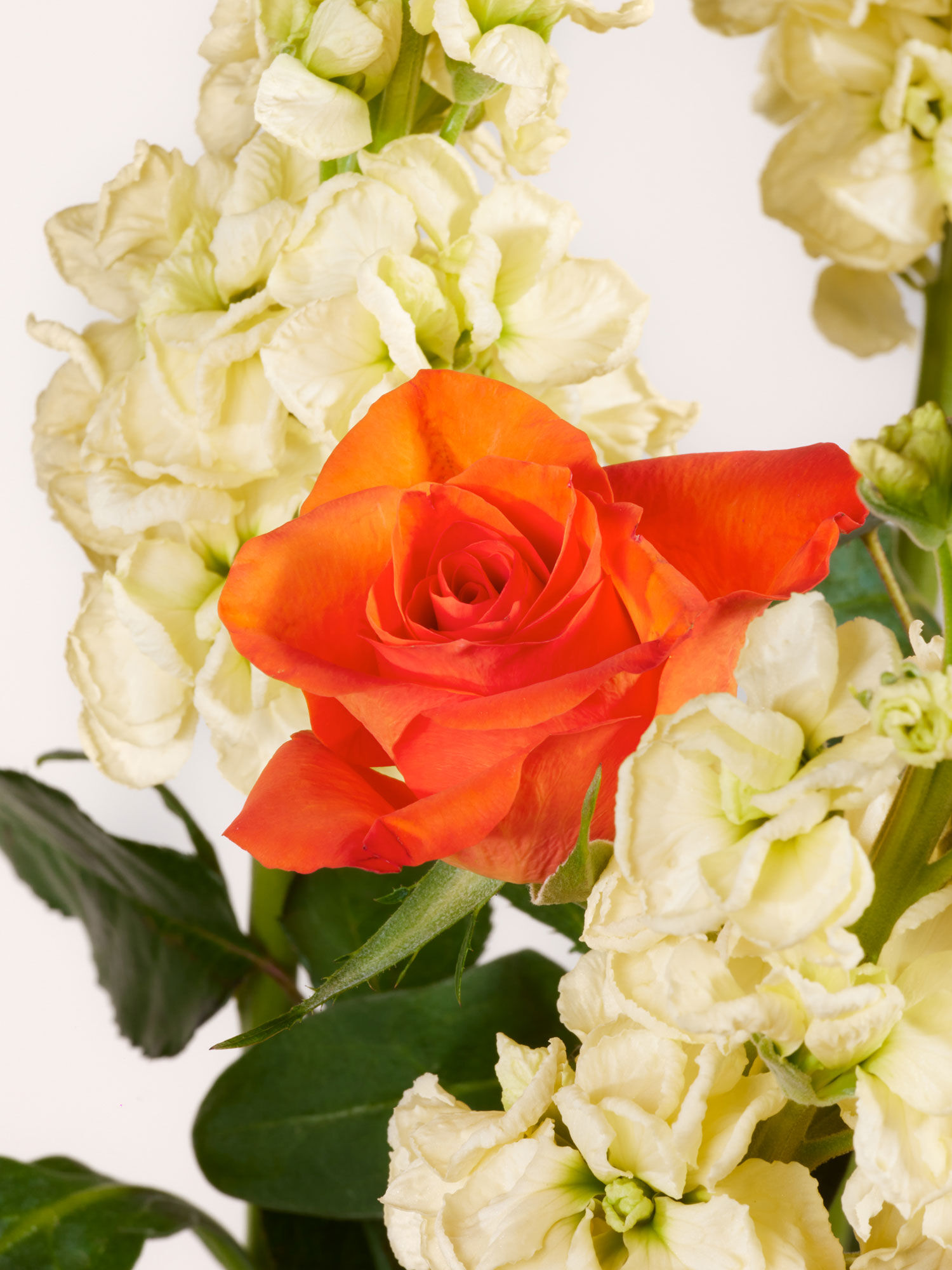 Nahaufnahme kräftig orangefarbener Rosen umrahmt von weißen levkojen und frischem Eukalyptus