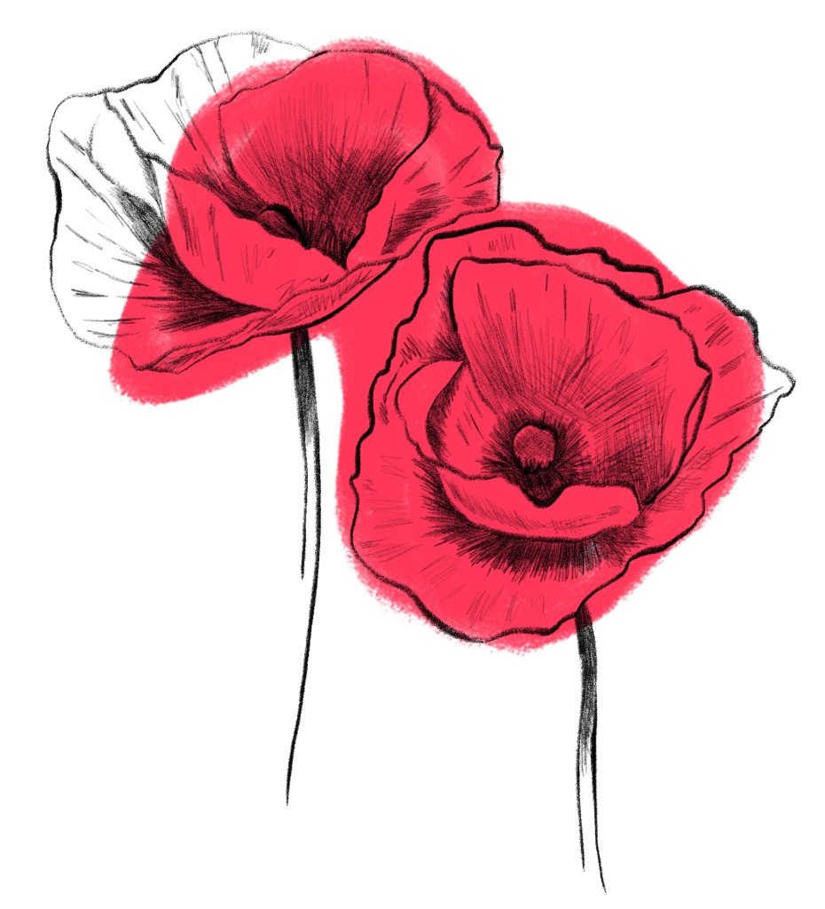 Klatschmohn