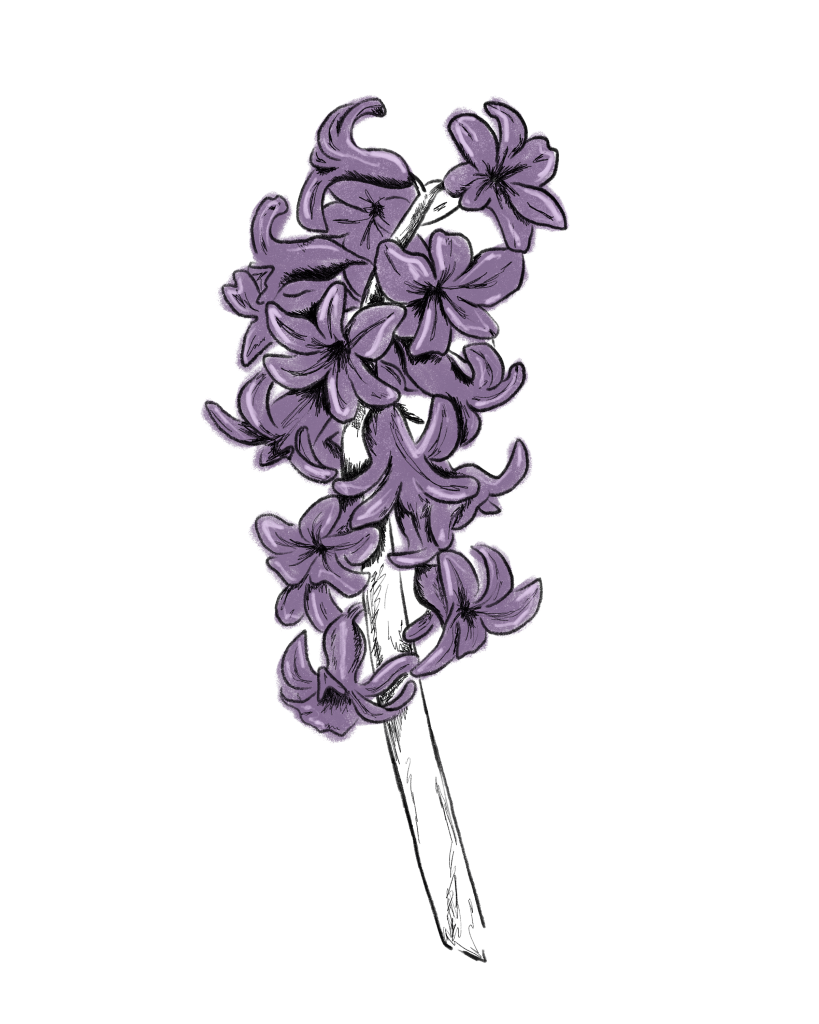 Hyazinthe