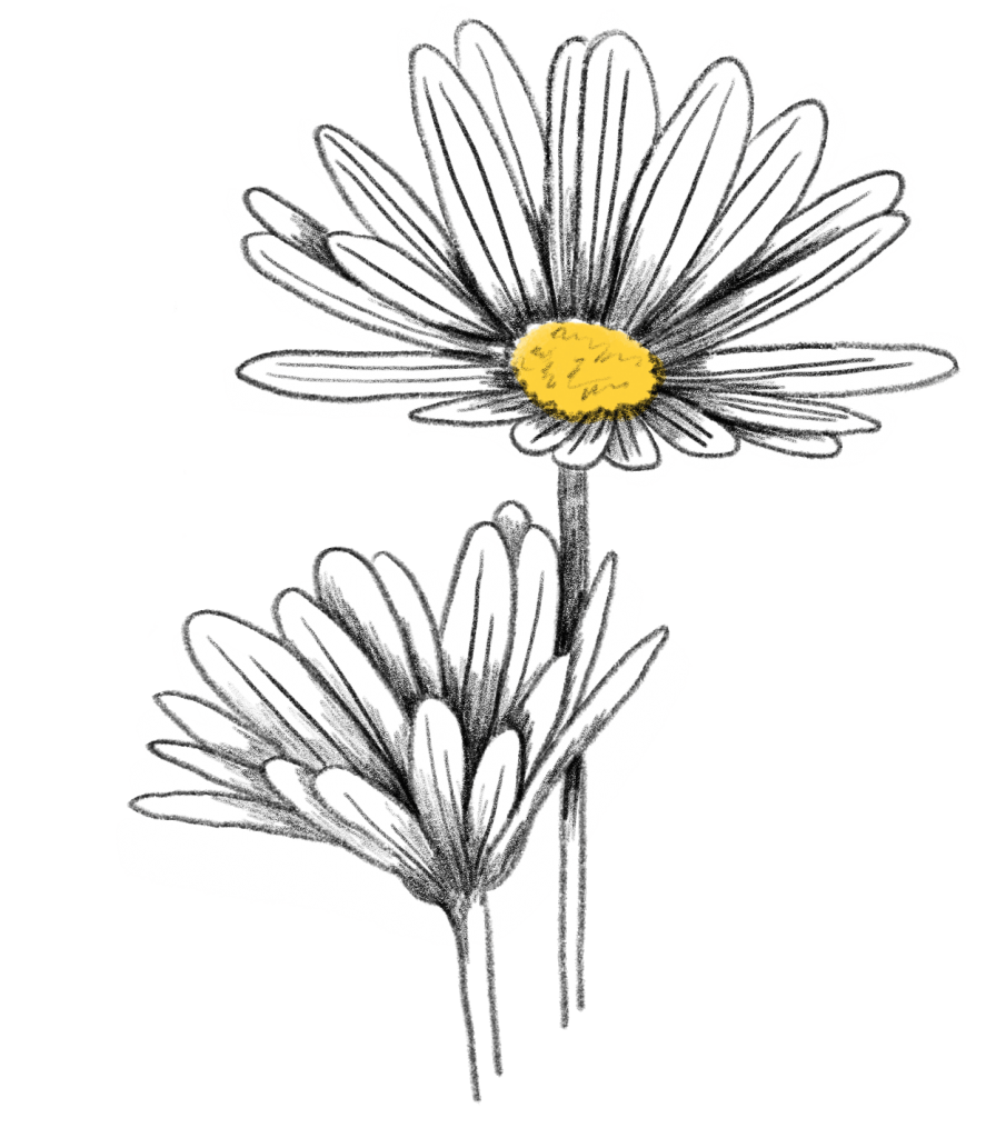 Margerite