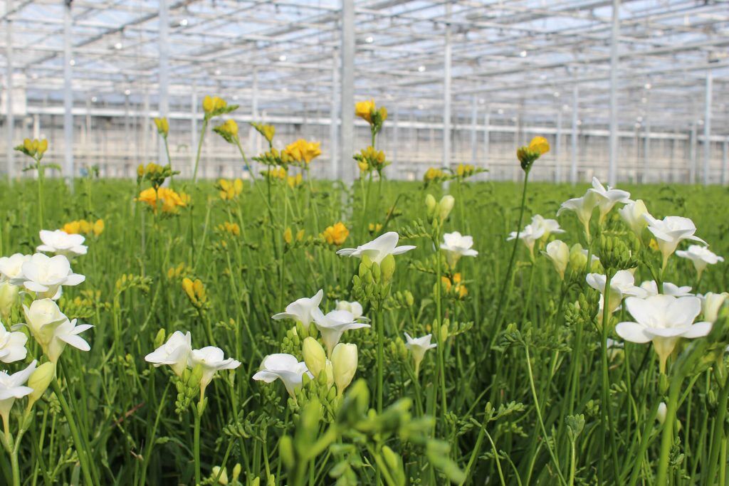 Freesien im Gewächshaus