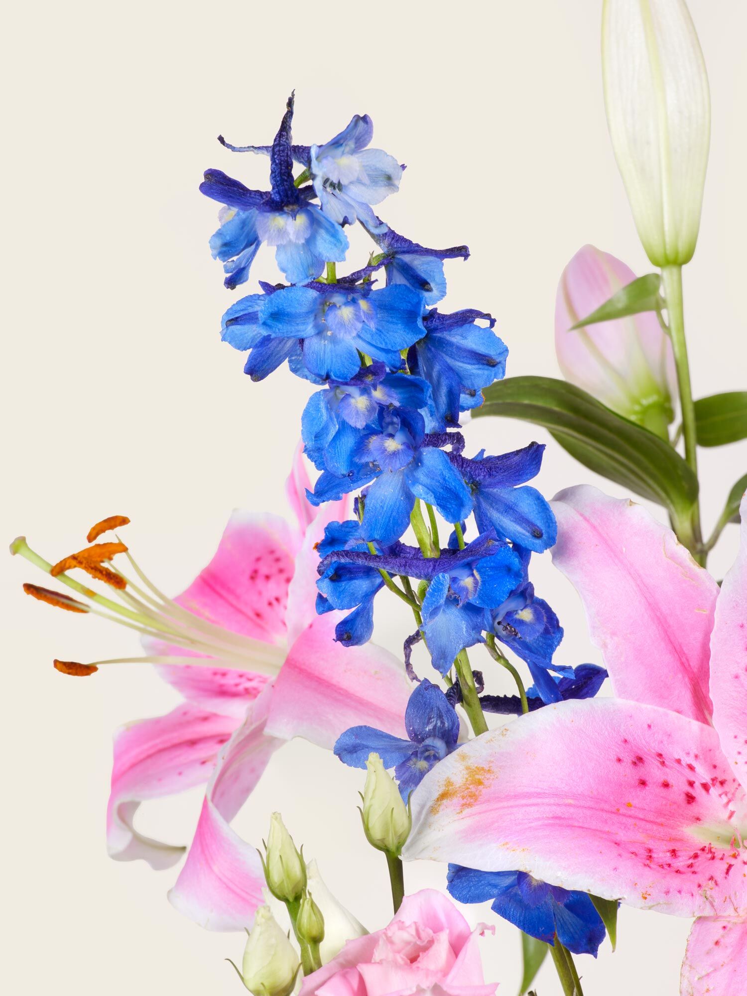 Nahaufnahme von rosafarbenen Lilien und blauem Rittersporn