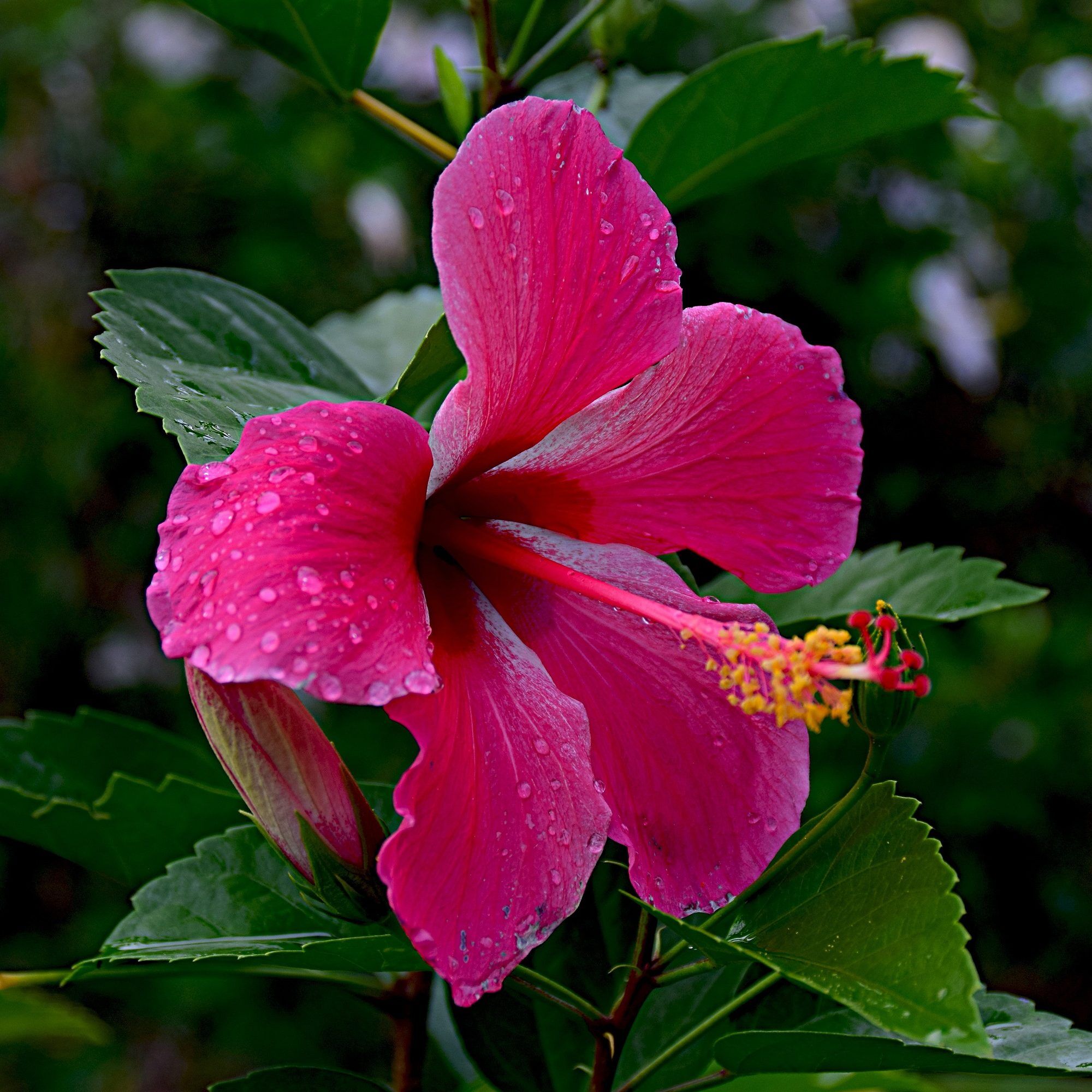 Hibiskus