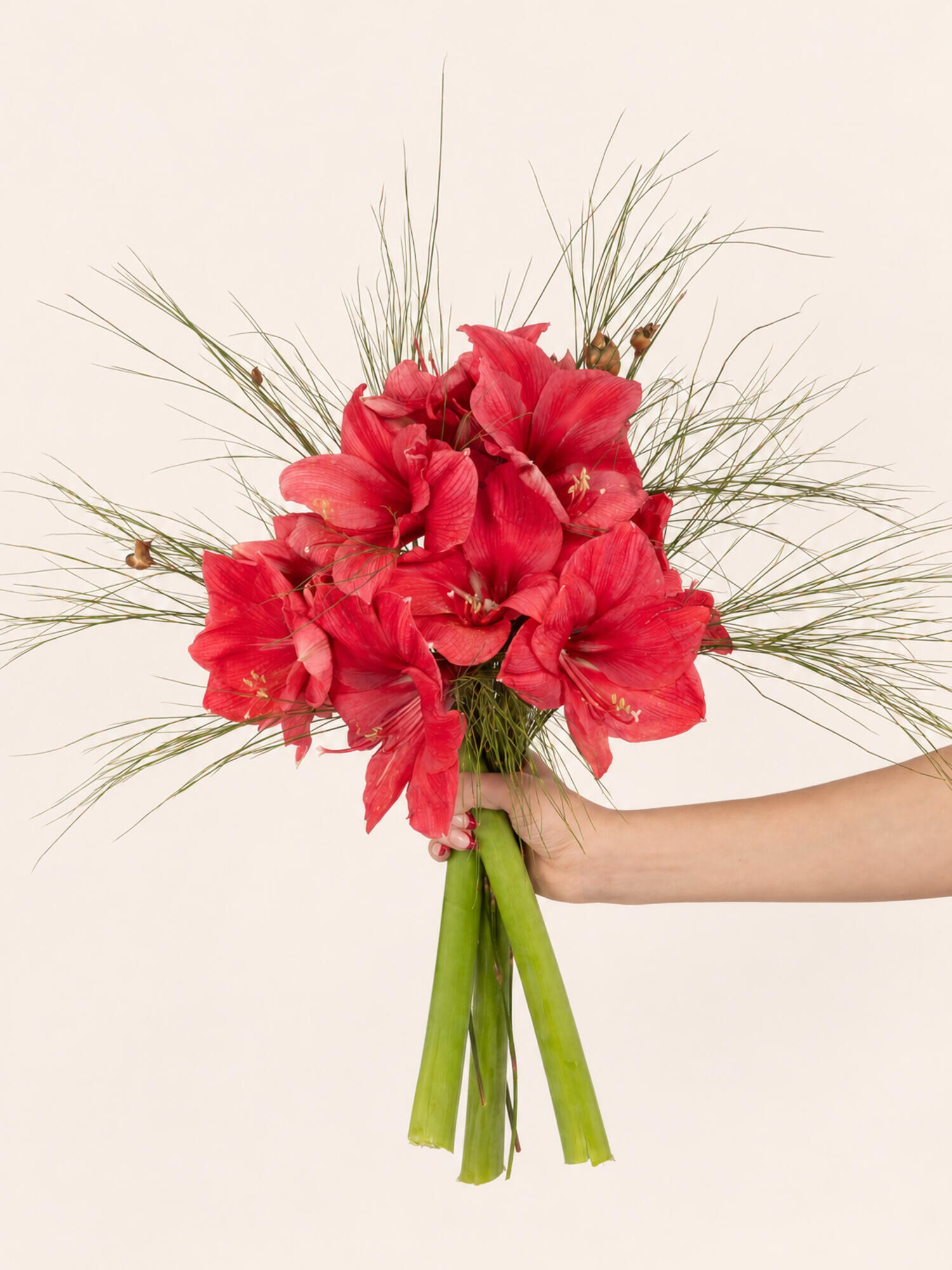 Blumenstrauß, Rote Amaryllis, Schnittblumen, Grünes Blattwerk