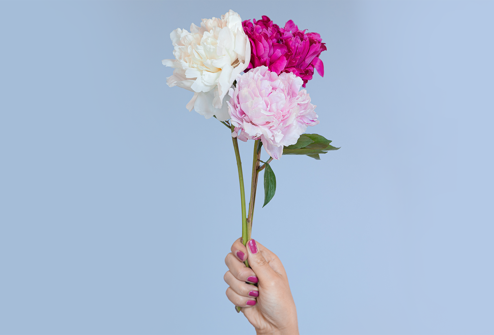 Blume, Blumen-Arrangement, Blumenstrauß, Rose, Finger