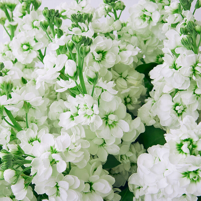 Summertime Beauty