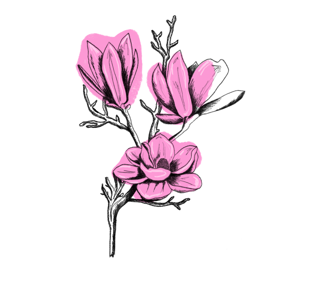 Magnolie